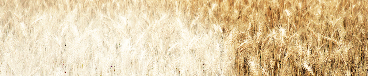 A golden field of wheat in Oklahoma